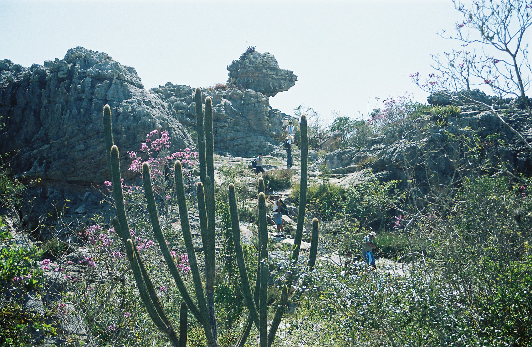 286 - Serra do Umbuzeiro - Pedra do Cachorro.JPG